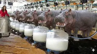 Inside the Hippo Cheese Factory: How Million-Dollar Hippo Milk Products Are Made (Full Process)