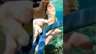 Морские звёзды на Филиппинах ⭐️