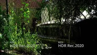 V-Log CST ARRI vs RED HLG P3 D65 Std Rec 2020