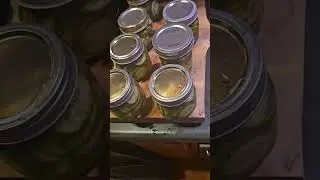 garlic dill pickles
