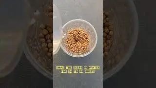 How to germinate coriander seeds fast? #coriander #seeds #germinatingseeds #backyardgarden