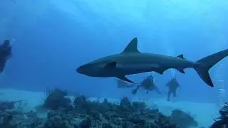 ScubaBros Travel and Diving