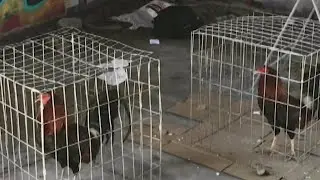 48 Roosters Seized After Dallas Police Raid Cockfight