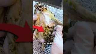 Почему Эту Черепаху Нужно Срочно Спасать? 😱
