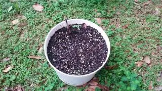 August 2018 Garden Update|Financial Freedom Journey