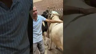 شغل المؤسسه عجول المؤسسه صلي علي النبي 