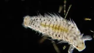 Polychaete larvae