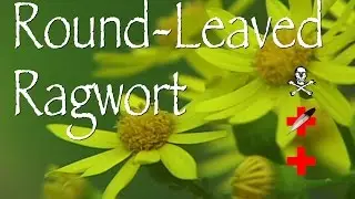 Round-Leaved Ragwort: Poison & Medicinal
