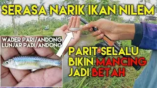 Mancing Ikan Wader Bermulut Besar || wader pari || lunjar pari