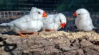 White zebra finches are singing sweetly while happily and joyfully eating their food. Zebra finch 