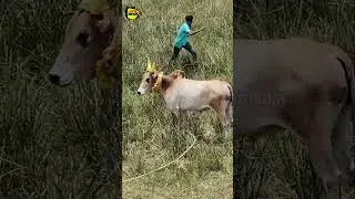 kadaneri manjuvirattu | Local Media