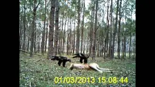 Massive Eagles Eat Kangaroo!!!