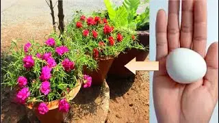 Grow moss rose​​​​​in 10 days using fertilized eggs | plant moss rose at home