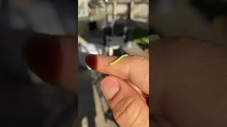 Goldfish Eat Worm