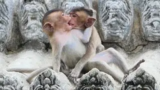 Little Monkey Emilo crying loudly angry Mama he really does feel sad