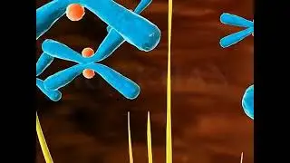 Learn mitosis online,, the easiest concept@benjaminnzia