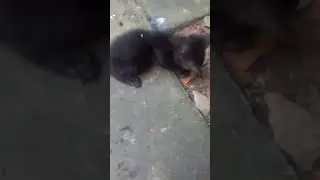 Little poor kitten(1)