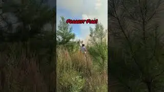 Forrest Fire 🔥