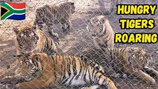 💯Hungry Tigers Roaring | South Africa Zoo 🇿🇦