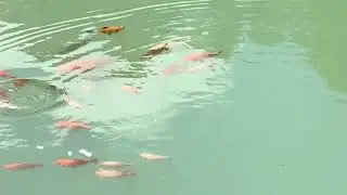Fish Farm @ Czestochowa Poland/Granjas de Peces/养鱼场@琴斯托霍瓦波兰/Farma Rybna @ Częstochowa Polska