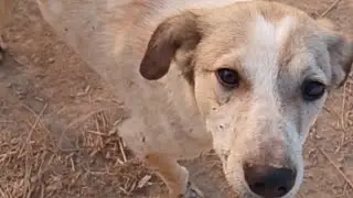 Cute puppy|dog videos|dog are playing