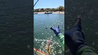 Pargo #fish #fishing #viral #pesca #pescadeportiva #JRpesca #pargo
