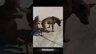 Cats Being Legendary Every Second #CatsTheLegend #FunnyCats #LegendaryCats #CatVideo #CatsOfYouTube