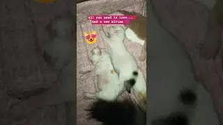 tiny furball, huge joy.. 😻🐾 #cat #catlover #cute #kitten #cutecat #catshorts #catfunny #cuteanimal #