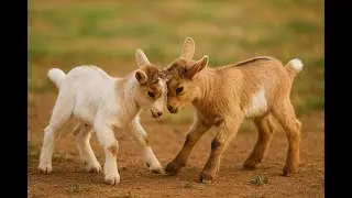 Goat Babies Beautiful Fight | Cute Baby Goats Playing & Headbutting