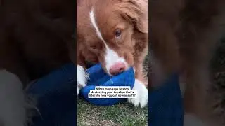 Dog logic