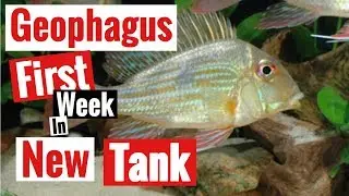 Geophagus fish keeping