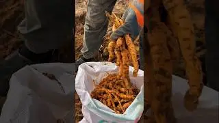 &ldquo;Turmeric Farming Complete Process: From seeding to Harvesting&rdquo;#satisfying#shorts