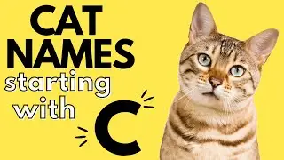 180+ Cat Names Starting With 