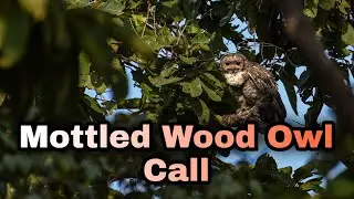 Mottled Wood Owl Call | mottled wood owl sound
