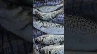 حصيلة السبينينغ #الدرعي #الصيد #صيد #الصيد_بالقصبة #بحر #بوشوك #fish #دوراد #fishing #اكسبلور