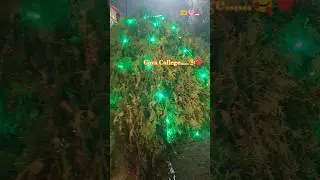 #gayaji #gaya #collegelife #shorts #trending #viralvideos #popular #song #hearttouching #whatsapp