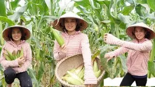 Harvesting corn to make corn milk.Naturally home made corn milk recipe