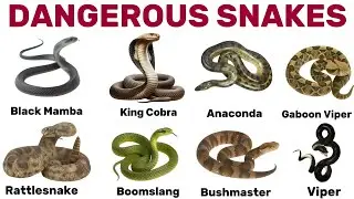 20 опасных и удивительных змей на английском языке 🐍 | Изучаем лексику, связанную с названиями змей