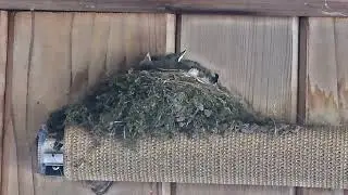 Eastern Phoebe Nest 2025 06 12
