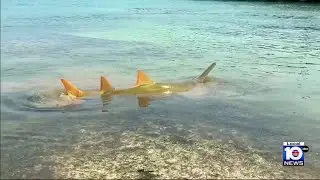 Florida Keys mark 1 year since start of spinning fish phenomenon, researchers &lsquo;ready to respond&rsquo;