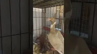 Beautiful Big Nose Pigeons pair | shorts