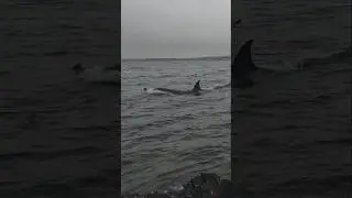 GoPro Hero 10 & GoPro Hero Session 5 - Killer Whale Encounter, Shetland #gopro #orca #killerwhales