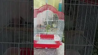 love birds house deep cleaning ;[food ,water , poop cleaning] #birds enjoying in our water bath#