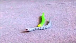 Infrared Remote Control Rattle Snake