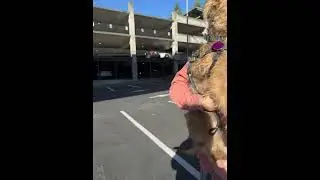 Video of adoptable pet named Duncan