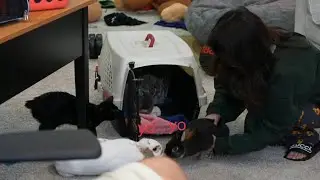 Dedo First Time Meeting Emiru's Rabbits