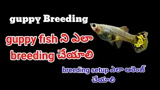How to breed guppy / మీ guppy fish బ్రేడింగ్ బాక్స్ ఎలా తయారుచేయాలి