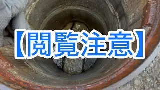 【閲覧注意】洗管ノズルを木の根に突っ込んでドッカ〜ん❣️