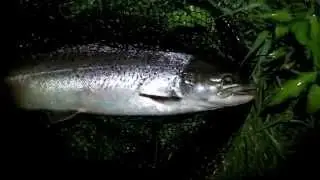 SEA TROUT FISHING IRELAND. ( HD )