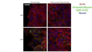 biosights: October 29, 2012 - A stiff test for collectively migrating cells